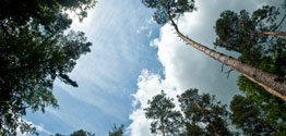 Der Himmel über einem Wald bei Münchweiler - Foto: Dominik Ketz © Rheinland-Pfalz Tourismus GmbH